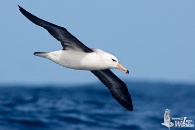 Immature Black-browed Albatross
