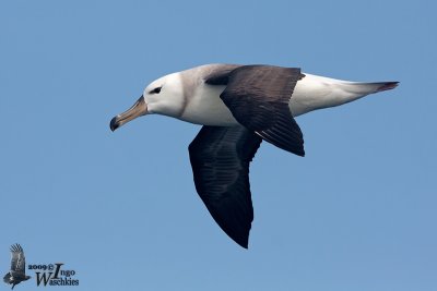 Immature Black-browed Albatross