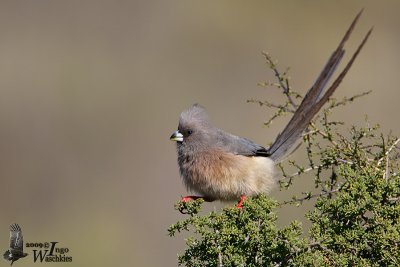 Adult White-backed Mousebird