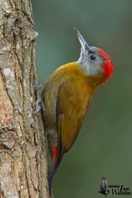 Olive Woodpecker (Dendropicos griseocephalus)