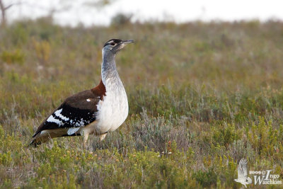 Adult female Denham's Bustard (ssp. stanleyi)