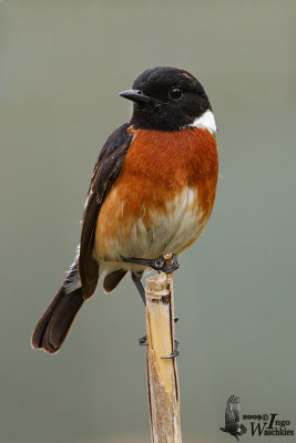 Adult male African Stonechat