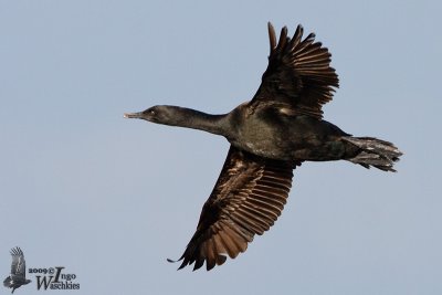 Bank Cormorant