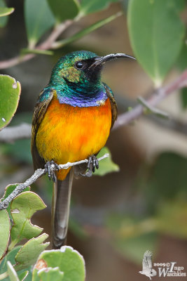 Adult male Orange-breasted Sunbird