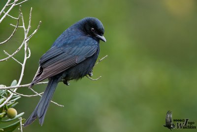 Adult Fork-tailed Drongo