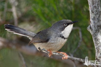 Adult Bar-throated Apalis