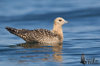 Juvenile Parasitic Jaeger (intermediate morph)