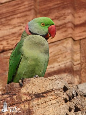 Alexandrine Parakeet (Psittacula eupatria)