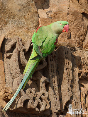 Female Alexandrine Parakeet