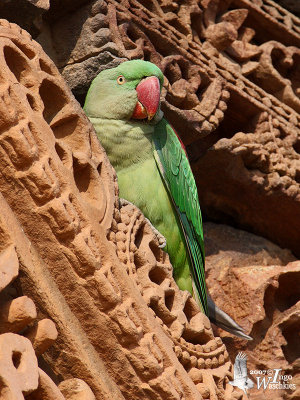 Female Alexandrine Parakeet