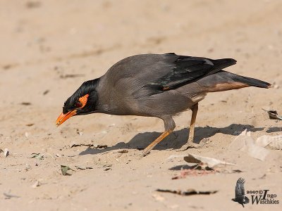 Bank Myna