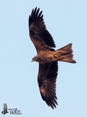 Immature Black Kite (ssp. govinda)