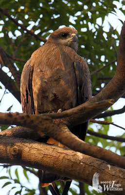 Adult Black Kite (ssp. govinda)