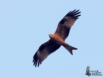 Adult Black Kite (ssp. govinda)