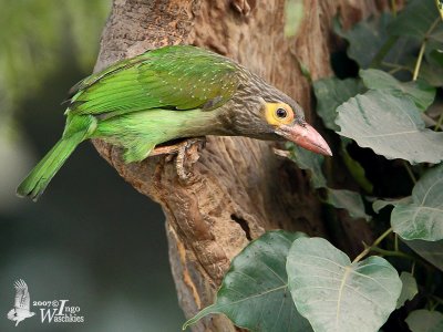 Brown-headed Barbet (Megalaima zeylanica)