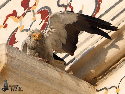 Egyptian Vulture perched on the Taj Mahal