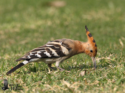 Eurasian Hoopoe