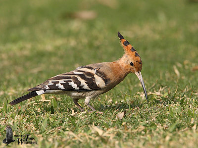 Eurasian Hoopoe