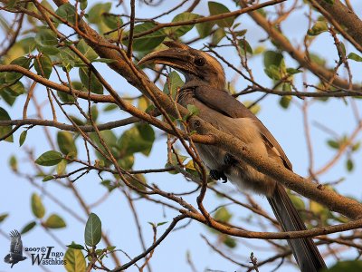 Indian Grey Hornbill (Ocyceros birostris)