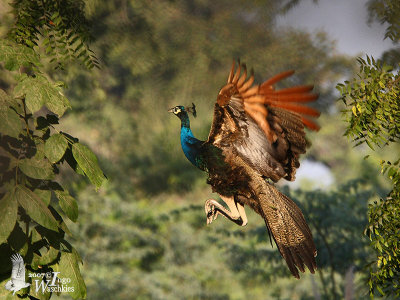 Male Indian Peafowl