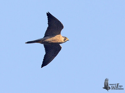 Adult Peregrine Falcon