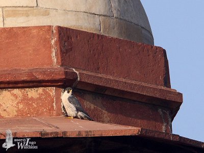 Adult Peregrine Falcon perched on Taj Mahal