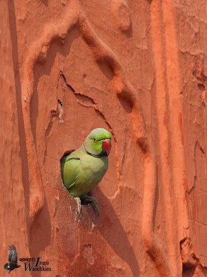 Male Rose-ringed Parakeet