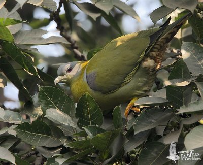 Yellow-footed Green Pigeon