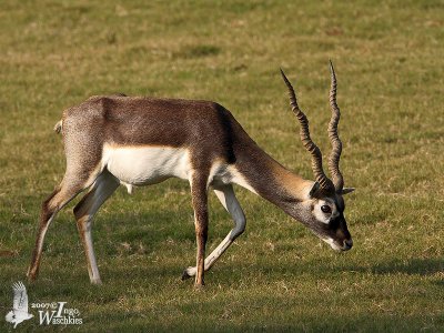 Male Blackbuck (ssp. rajputanae)