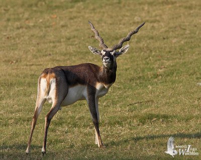 Male Blackbuck (ssp. rajputanae)