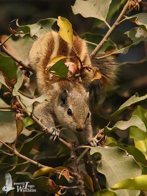 Three-striped Palm Squirrel