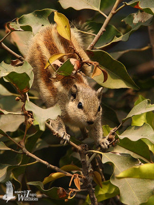 Three-striped Palm Squirrel