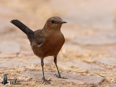 Brown Rock Chat