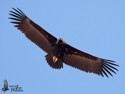 Juvenile Cinereous Vulture