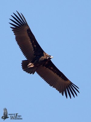 Juvenile Cinereous Vulture
