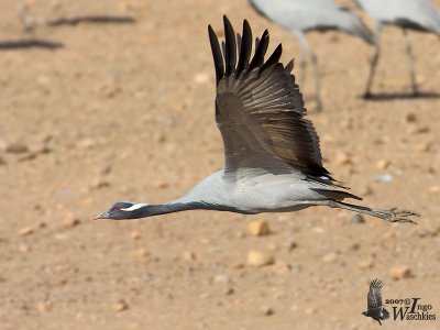 Adult Demoiselle Crane