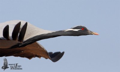 Adult Demoiselle Crane