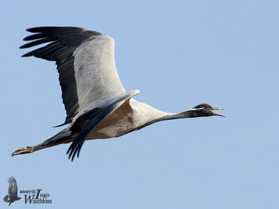 Adult Demoiselle Crane