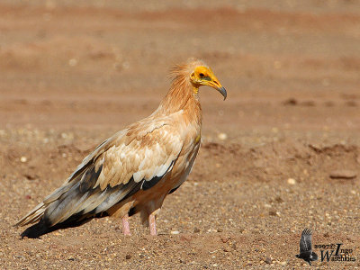 Adult Egyptian Vulture