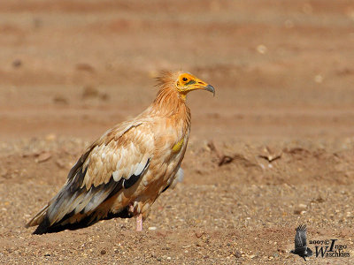 Adult Egyptian Vulture