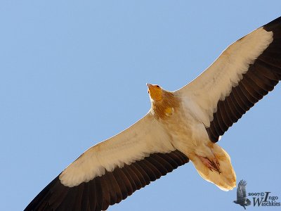 Adult Egyptian Vulture too close ...