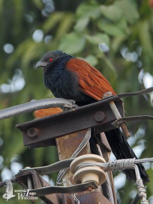 Adult Greater Coucal