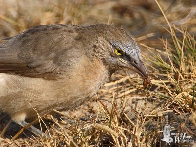Large Grey Babbler with prey