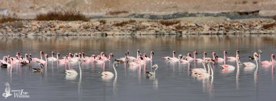 Greater and Lesser Flamingoes at Sambar Salt Lake