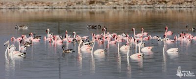 Greater and Lesser Flamingoes at Sambar Salt Lake