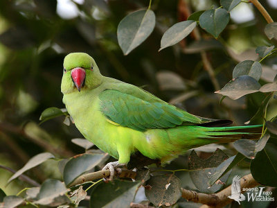 Female Rose-ringed Parakeet