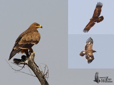 Subadult Steppe Eagle (2nd or 3rd year)