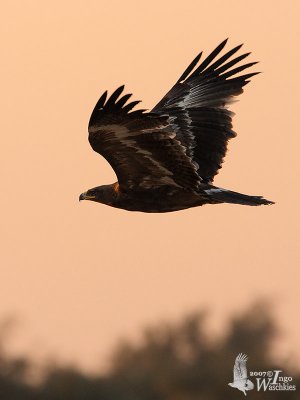 Subadult Steppe Eagle at sunset