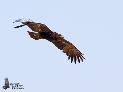 Subadult or adult dark morph Tawny Eagle