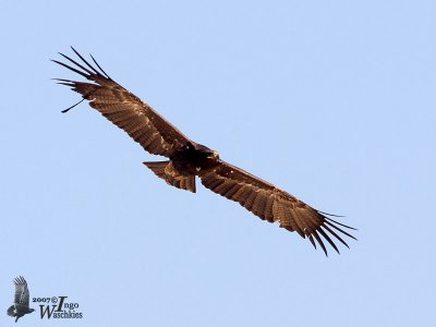 Subadult or adult dark morph Tawny Eagle